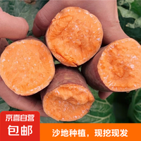 京喜加 沙地蜜薯 中果 3斤 箱装