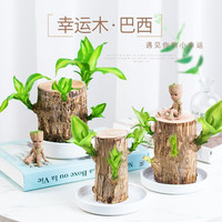 一名花匠巴西木幸运水养植物小办公室内桌面格鲁特四季树桩水培绿植 巴西木(6cm)【不含盆】