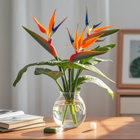 天堂鸟水培带花植物客厅绿植带花苞桌面绿植花卉花瓶