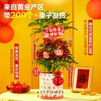 富贵籽盆栽带红果黄金万两客厅阳台招财植物花卉室内四季好养绿植