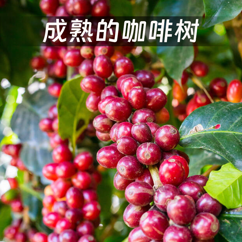 耶加雪菲孔加G1咖啡生豆水洗可烘焙 2024新产季埃塞生豆 500g