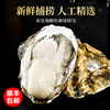 味优福现捕捞 乳山生蚝 4XL 鲜活牡蛎 新鲜海鲜 2.5斤 海蛎子贝类 精品乳山生蚝 单个3-5两
