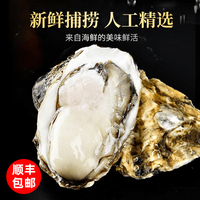 味优福现捕捞 乳山生蚝 4XL 鲜活牡蛎 新鲜海鲜 2.5斤 海蛎子贝类 精选乳山生蚝 单个 3-5两