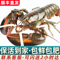 首鲜道【活鲜】波士顿龙虾鲜活波龙 大龙虾海鲜鲜活礼盒大虾中秋礼盒 700-800g/只大龙虾*2只