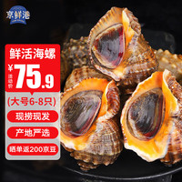 京鲜港【活鲜】大海螺鲜活 1000g 海鲜贝类生鲜大规格共