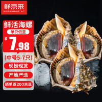 京鲜港【活鲜】大海螺鲜活净重1斤 海鲜贝类生鲜中规格共5-7只 源头直发
