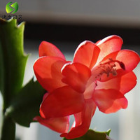 旭力 蟹爪兰大苗带根发货盆栽蟹爪兰花苗 蟹爪兰盆景蟹爪花兰当年开花 橘红