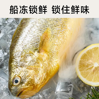 黄小渔 宁德三去大黄鱼300g*3条(净重900g) 黄花鱼 海鲜鱼类源头直发