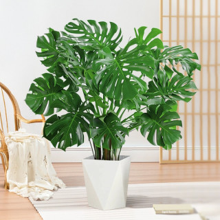 龟背竹大叶开背客厅盆栽植物办公室内大型绿植盆景净化空气吸甲醛