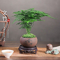 移动端、京东百亿补贴：KaiShiguo Plants 开时果 文竹盆栽桌面摆件盆景 文竹（舍得紫砂盆+苔藓+底座）