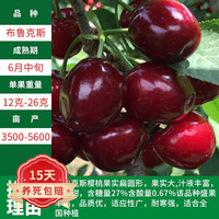 欧悟 七年大苗（结果多） 樱桃树苗  布鲁克斯樱桃树苗