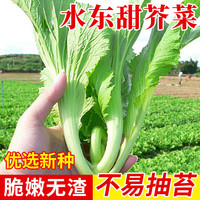 种菜记 水东芥菜种子厚肉鸡心甜芥菜四季播盆栽广东灯笼芥菜味爽甜 水东鸡心甜芥菜10克/袋