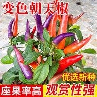 种菜记多彩小尖椒种子泡椒肉厚朝天椒辣椒种子观赏五彩辣椒籽春季小彩椒 变色朝天椒1克
