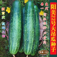 长耕 大吊瓜种子阳美22号广东青瓜黄瓜种籽水果春秋四季盆栽蔬菜种孑 阳美22号20粒简装(特大果)