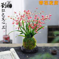 香水文心兰花苗现带花苞梦香浓香年宵花卉苔藓球懒人盆栽水培植物