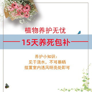欧芽  长寿花绿植观花室内盆栽 长寿花粉色+0.5塑料加仑盆 源头直发 长寿花粉色+0.5塑料加仑盆