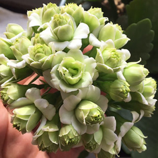 欧芽  长寿花绿植观花室内盆栽 长寿花粉色+0.5塑料加仑盆 源头直发 长寿花粉色+0.5塑料加仑盆