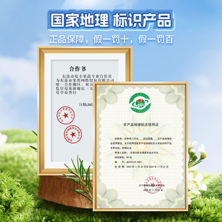 丹东99草莓新鲜红颜东港九九奶油草莓甜牛奶草莓水果礼盒空运 特大果（单果30-35g以上）