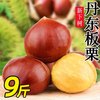 新鲜丹东板栗当季东北鲜栗野生锥栗大果甜糯毛栗子现摘丹东栗子