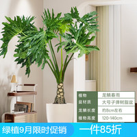 德沃多肥料龙鳞春羽老桩盆栽大型绿植办公室内客厅春雨植物除甲醛源头直发