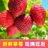 草莓 大凉山 头茬 红颜99草莓礼盒装smzdm 优选现摘红颜草莓 红颜草莓 大果1.5斤装单果18g++