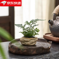 八芽海岛罗汉松指尖微型盆栽桌面小绿植迷你拇指好养植物源头直发 凌云狼尾蕨 陶瓷盆-带盆栽好