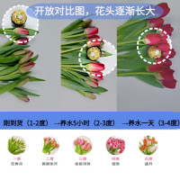 京东鲜花 郁金香鲜花盲盒20枝颜色水养鲜切花云南昆明基地源头直发