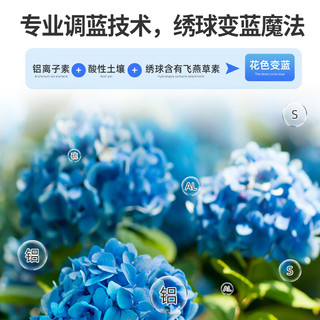 尚洋植物营养缓释片绣球调蓝剂25片硫酸铝有机养花肥料水溶肥花卉盆栽