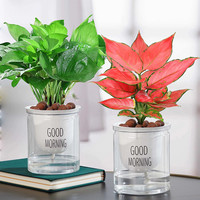 大号早安盆盆水培双层套盆栽绿植绿萝自动吸水懒人多肉花盆植物