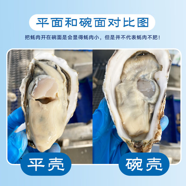 乳山牡蛎 鲜活乳山生蚝2XL号 海鲜烧烤食材 净重3斤装 10-15只
