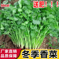 IDEAL香菜种子蔬菜种子四季播种菠菜生菜上海青鸡毛菜长豇豆角种子大全 大叶香菜种子1包 5g（约500粒）