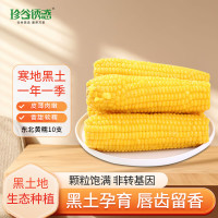 珍谷诱惑 东北甜黄糯玉米 2.6kg*1箱 10支