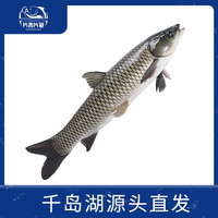 片言片鱼千岛湖草皖鱼 净膛后3.2斤  鲜活捕捞 年夜饭 源头直发