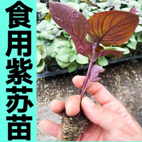 玥缪 紫苏苗秧苗种苗裸根发货阳台盆栽春秋庭院种苗 紫苏苗（10棵）