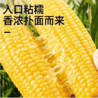 88VIP:喵满分 黄糯玉米 1.6kg(8根)
