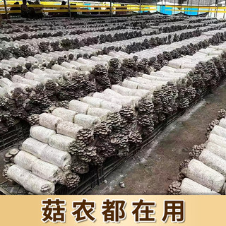 灰平菇蘑菇种植包可食用菌包家庭栽培种蘑菇阳台香菇菌棒袋装盆栽