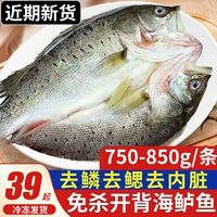 卖鱼七郎开背海鲈鱼新鲜冷冻鲜活深海鱼白海卢鱼水产商用