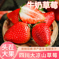 智宙四川大凉山现摘红颜奶油草莓品物水果礼盒装 5斤优选【单果20-25g】净重4.5斤