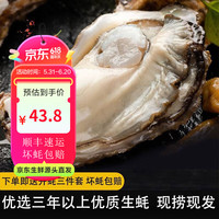 峰贝【活鲜】山东生蚝 鲜活牡蛎海蛎子 刺身现捕现发海鲜水产贝类 【大号】4XL净4.5斤(约10-13只)