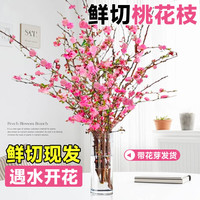 篱趣 鲜切桃花枝新春年宵室内插花水养花卉植物秋冬花材遇水开花迎春花 5枝-桃枝/60-75CM