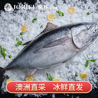 掬芥澳大利亚冰鲜蓝鳍金枪鱼 整条30-32斤 源头直发 冰鲜金枪鱼15-16kg