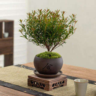 八芽 小叶赤楠盆景摆件室内绿植花卉盆栽老桩客厅办公室桌面好养植物 （舍得紫砂盆+苔藓+底座）