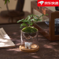 八芽 趣味鲜活苔藓微型景观创意室内桌面生态绿植盆栽盆景懒人好养植物 观山狼尾蕨-小白熊-含竹底托 带玻