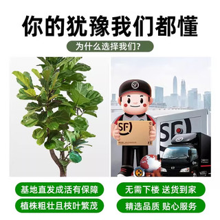 叹为观止大型盆栽金钱树落地植物发财树清香木天堂鸟米兰办公室内中型植物 棒棒糖琴叶榕1.3-1.5米 含盆