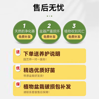 叹为观止大型盆栽金钱树落地植物发财树清香木天堂鸟米兰办公室内中型植物 棒棒糖琴叶榕1.3-1.5米 含盆