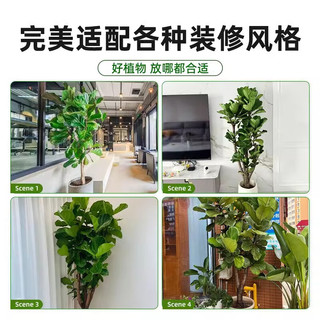 叹为观止大型盆栽金钱树落地植物发财树清香木天堂鸟米兰办公室内中型植物 棒棒糖琴叶榕1.3-1.5米 含盆