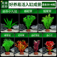 疯狂水草 crazy aquatic plants 免种植懒人真水草植物直接入缸30-40cm鱼缸造景套餐 源头直发包邮