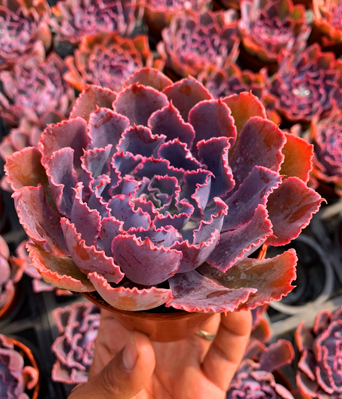 晚霞之舞多肉植物好养办公室绿植花卉多头群生多肉绿植