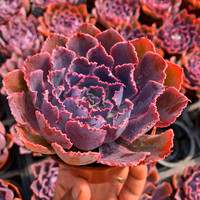 晚霞之舞多肉植物好养办公室绿植花卉多头群生多肉绿植