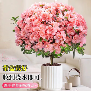 开时果 杜鹃花盆栽带花苞 桌面名贵鲜花卉四季开花阳台好养活绿植物 【中苗】红色1盆/30-35cm-单发植物